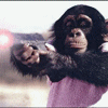 Chimp with gun