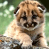 Cute Little Cub