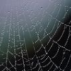 Wet Spider web